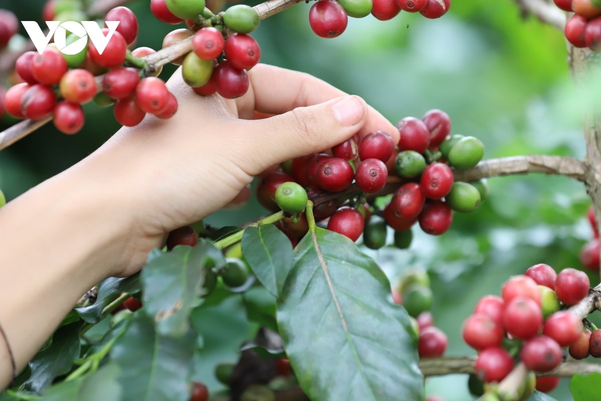 Giá cà phê hôm nay 12/6: Cà phê trong nước giảm 1.600 đồng/kg
